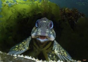 Underwater Photography – Issue 148 January/February 2026