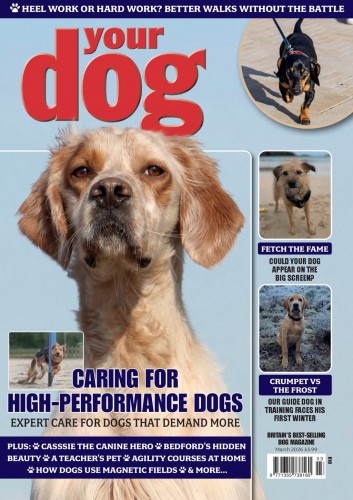 Your Dog – March 2026