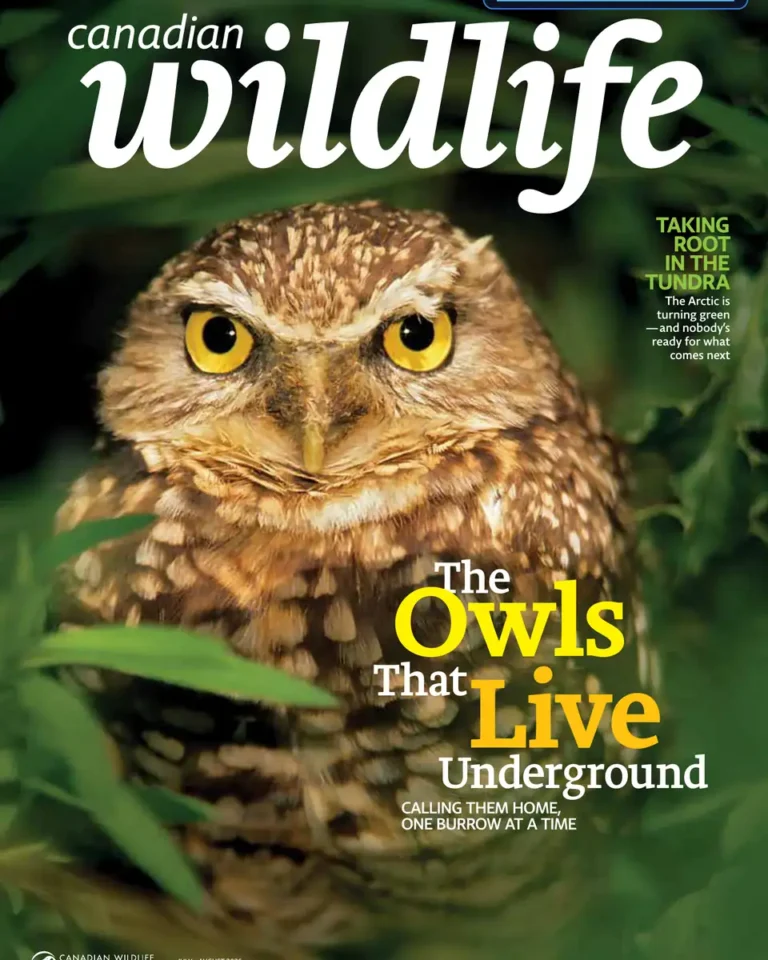 Canadian Wildlife – July/August 2026